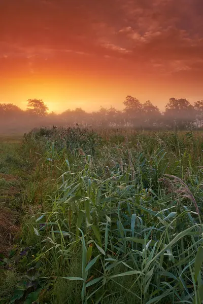 小企業 田舎または牧草地のための穀物収穫のための小麦畑 農場および日没または自然環境 農村または旅行のためのタイの植物 土地および農業または霧林 — ストック写真