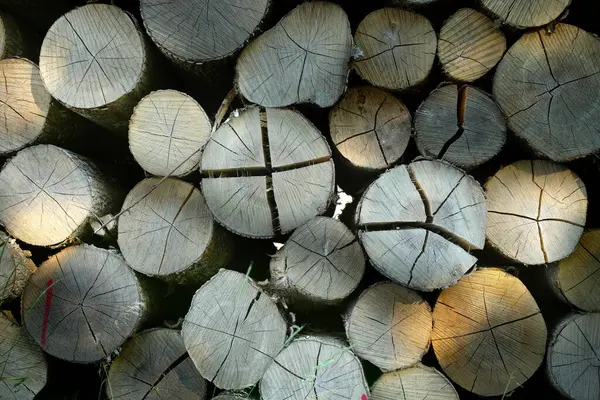 Tømmer Træ Birk Ovenfor Med Bunken Skov Træ Plante Med Stock-foto
