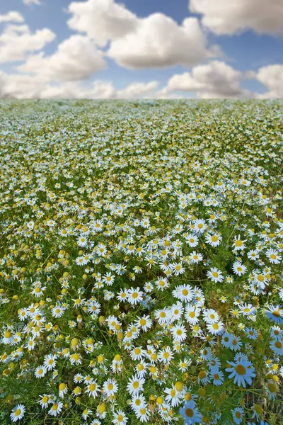 Daisies, field and countryside or flower environment in spring or outdoor exploring or garden, sustainable or growth. Nature, blue sky and land in England for summer weather or flora, location or sun.