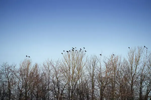 Wald Winter Und Bäume Mit Umwelt Vögel Und Natur Mit — Stockfoto