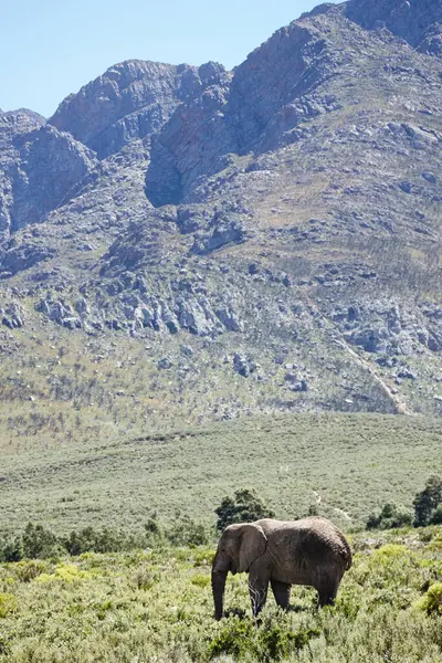 Safari Wildlife Animal Elephant Nature Reserve Environment Tourism Travel Location — Stock Photo, Image