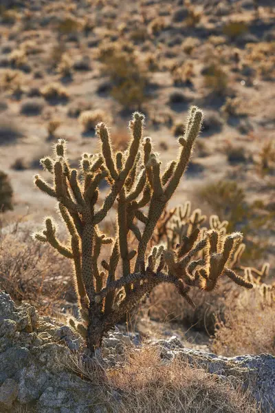 Kaktus Tanaman Dan Gurun California Taman Nasional Untuk Musim Panas Stok Gambar Bebas Royalti