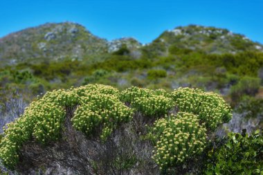 Doğa, manzara ve çalı çiçekleri dağda mavi gökyüzü, ilkbahar büyümesi ve biyolojik çeşitlilikle korunma. Bitkiler, yeşil çevre ve kırsal bölgedeki tepedeki bitki örtüsü için sürdürülebilir ekosistem.