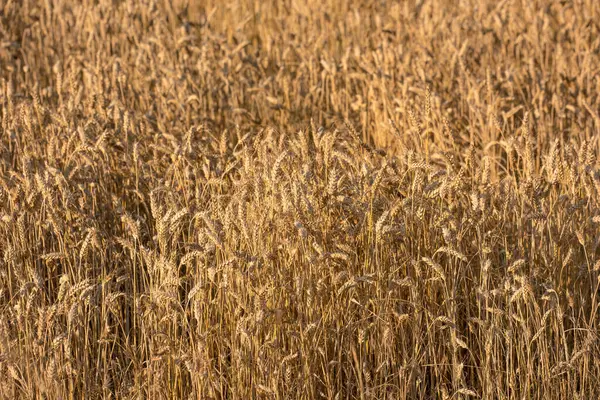 Wheat Growth Field Closeup Nature Production Agriculture Eco Friendly Farm Royalty Free Stock Images
