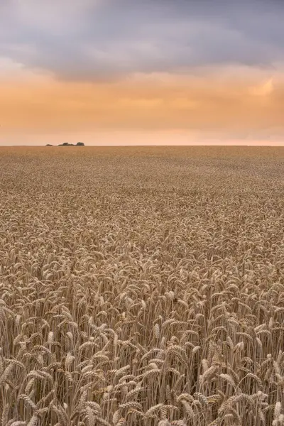 Пшеница Поле Ферма Природой Сельской Местности Устойчивость Рост Окружающей Среды — стоковое фото