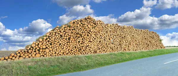 Kmen Dřevo Stohy Dřeva Silnici Lesem Stromy Přírodou Palivem Odlesňováním — Stock fotografie