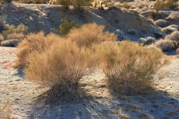 Desert Shrub Plants Bush Environment Outdoor Nature California Usa Native Stock Image