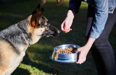 Kase, yemek ve köpek beslenme ve evcil hayvanlar için arka bahçede sağlıklı beslenme. Aç, yemek yiyen ve bahçede Alman çoban köpeği olan bir kadın. Hayvanları beslemek, ödüllendirmek ve güvenmek için..