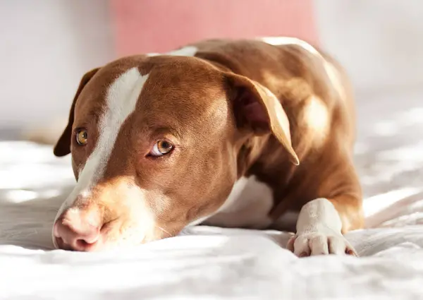 Розслабтеся Портрет Собака Ліжку Милим Обличчям Комфортом Або Спокійною Твариною Ліцензійні Стокові Зображення