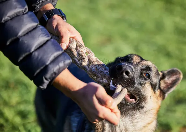 Animale Companie Antrenament Câine Persoană Parc Pentru Exerciții Fizice Joc Imagine de stoc