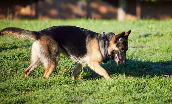 Домашня Тварина Природа Собака Траві Парку Фізичних Вправ Тренувань Пригод Стокове Зображення