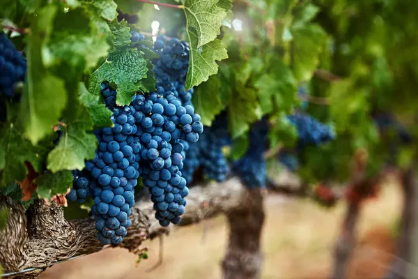 Farming Bunch Grapes Vineyard Sunshine Summer Harvest Quality Control Environment Rechtenvrije Stockafbeeldingen
