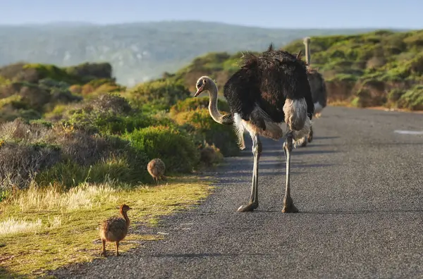 Environment Animals Group Ostrich Nature Safari Savannah Natural Habitat Road Stockfoto