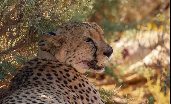 Cheetah Wildlife Relax Tree Natural Habitat Lying Resting Spotted Pattern Ліцензійні Стокові Фото
