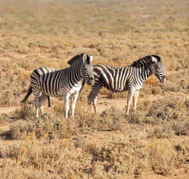 Zebra, vahşi yaşam ve safari doğal yaşam ortamında hayvanlar ya da doğada siyah beyaz çizgili savanalar. Açık arazide, çimlerde ya da açık arazide aygırlar ya da kısraklar bir arada..