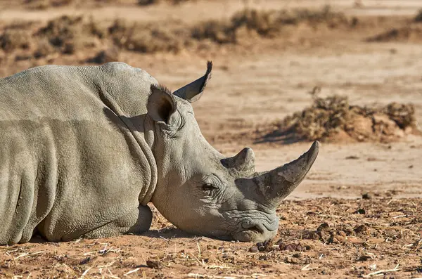 Rhino Sunshine Animal Horn Safari Holiday Outdoor Habitat Vacation Travel stockfoto