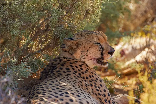 Cheetah Dyreliv Avslapning Med Tre Naturlig Habitat Løgn Eller Hvile royaltyfrie gratis stockbilder