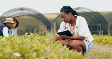 Tablet, teftiş ve serada sebzeli, yapraklı ya da yeşillikli tarım yapan siyah kadın. Kalite kontrolü, dijital teknoloji ve Afrikalı kadın çiftçi çevrede üretim üzerine araştırma yapıyor.