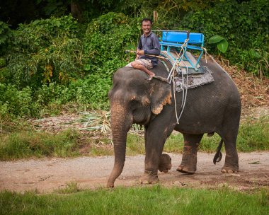 İnsan, portre ve fil vahşi yaşam, hayvan kurtarma ve açık havada eğitim için doğada geziniyor. Sri Lanka 'da ulaşım, macera ve korunma için ormandaki sığınak, memeli ve insan.