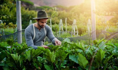 Çiftçilik ve sebze ya da yaprakları tarımsal ve sürdürülebilirlik için tarımla ya da patlıcanlarla kontrol etmek. İşçi, çiftçi ya da bahçıvan tarlada bakım için yeşillik, bahçıvanlık ya da gübre.