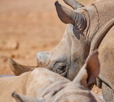 Siyah gergedan, doğa ve doğa birlikte korunmak için sürdürülebilir oyun parkında. Güney Afrika 'da kaçak avlanmaktan korunan memeliler için hayvan, habitat ve çevre.