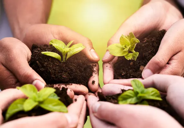 stock image Plant ,hands and soil for collaboration with support, earth wellness and gardening hope for future in agriculture farming. Ecology, teamwork and people or environmental health, community and outreach.