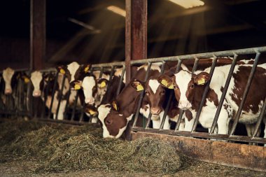 Tarım, ahır ya da inekler süt, et ve süt ürünleri için kırsal alanlarda dikkatli bir şekilde üretilmektedir. Sürdürülebilirlik, endüstri ve sığır sürüsü et, tedarik zinciri veya çevre dostu tarım için ahırda.