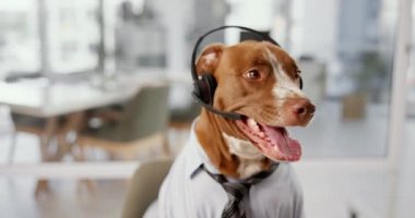 Müşteri hizmetleri, çağrı merkezi ve tele pazarlama için kulaklığı olan bir ofis, iş ve köpek. Evcil hayvan dostu, hayvan ve Pitbull iş yerinde. Mizah, kas desteği, danışmanlık ve iletişim için..