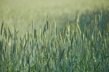 İlkbaharda tarımsal çevre ile birlikte kırsal alanda yeşil çimenler, doğa ve buğday tarlaları. Peyzaj, açık hava ve çimenlik çevre dostu ve tarım parkı, çiftlik ya da bahçe tahıl bitkisi yetiştirme.