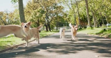 Köpekler, Labrador ve sürüyle parkta koşmak özgürlük, eğlence yürüyüşü ya da oyun alanında gün boyu. Bir grup hayvan, hayvan ya da köpek doğada yol, yol ya da patikada gün ışığının tadını çıkarıyorlar..
