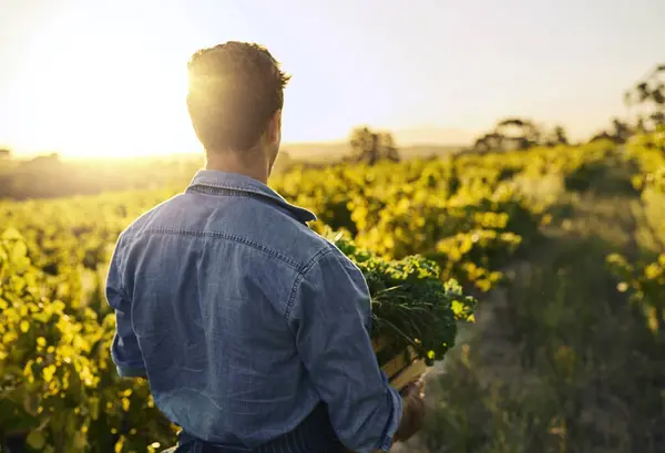 stock image Back view, man and farming in countryside for health, nutrition and sustainable diet. Farmer, plants and harvest for gardening, agriculture and vegan or eco friendly food and growth in nature.