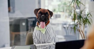 Köpek, ofis ve komik takım elbiseli iş yeri ve masa başında kravat. Boksör, profesyonel ve iş esprisi. Şirin bir evcil hayvan çalışanı gibi giyinip komedi yapıyor..