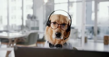 Ofis, gözlük ve kulaklıklı, destekli ya da masadaki hayvanlar için internet ağlı bir iş köpeği. Çağrı merkezindeki danışman, komedyen ya da Golden Retriever 'ın evcil hayvan dostu iş yerinde profesyonel kariyeri var..
