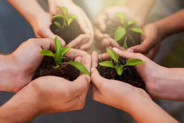 stock image Plant, teamwork and hands of people with soil for growth, sustainability and eco friendly gardening. Agriculture, farming and group with sprout in palm for agro environment, ecosystem and ecology.