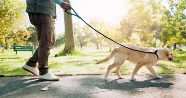 Bacaklar, insan ve köpek, parkta rahatlama egzersizi, sağlık ve sağIık için birlikte yürüyorlar. Sabah macerası, tasması ve eğitimi için dışarıda sahibi olan aktif, evcil hayvan ya da labrador hayvanı..