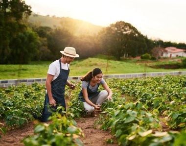 Doğa, çift ve çiftçilik, sürdürülebilirlik için tablet ve aşk, kadın ve erkek sabahları. ABD 'de hasat, ekip çalışması ve tarım için sebze yetiştirme, hasat ve ekin yetiştirme..