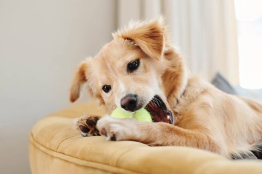 Köpek, tenis topu ve oyun oynamak için kanepede, rahatla ve sabah oturma odasında ya da evde ol. Hayvan ya da köpek, evcil hayvan ya da en iyi arkadaşa sadık, neşeli ve mutlu bir şekilde kanepede..