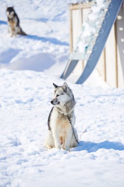 Ilulissat, Grönland, Danimarka 'da seyahat, güvenlik ve zincirler için kızak köpeği, Husky ve açık havada karda. Buzlu, buzlu, buzlu, hayvani ve doğa ve kışın çevre dostu çevre taşımacılığı.