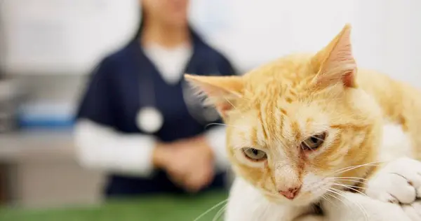 stock image Cat, sick and checkup with vet in clinic with healing, assessment and medical exam for animal services. Kitten, doctor and pet wellness for treatment, healthcare and neutered for surgery results.