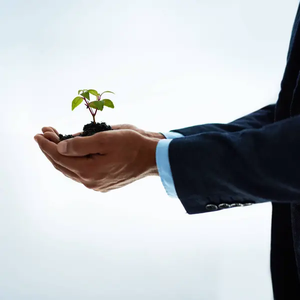 stock image Studio, hands and business person with plant for growth, career development and soil for fertilizer in corporate. Closeup, man lawyer and leaves for nurturing, progress and future by white background.