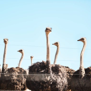 Gezmek için devekuşu, hayvan ve safari, tatil beldesi ve vahşi hayatı koruma. Avustralya 'da turizm, doğal yaşam alanı ve çevre için boş, ekosistem ve tüylü kuş.