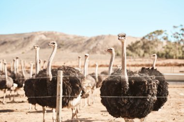 Devekuşu, kuş ve safari, hayvan, tatil beldesi ya da vahşi yaşam koruma sahasında. Avustralya ulusal parkında macera, doğal yaşam alanı veya çevre için açık hava, seyahat ve otçul.