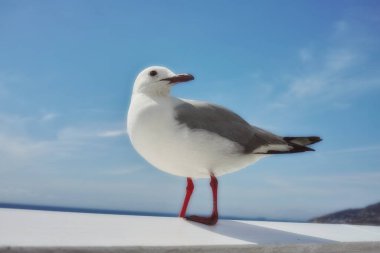 Bird, sky and nature with summer, sea and wildlife for ornithology and birdwatching. Hartlaub gull, closeup and animal with feather, wings and rest in habitat outdoor for food and south africa fauna. clipart