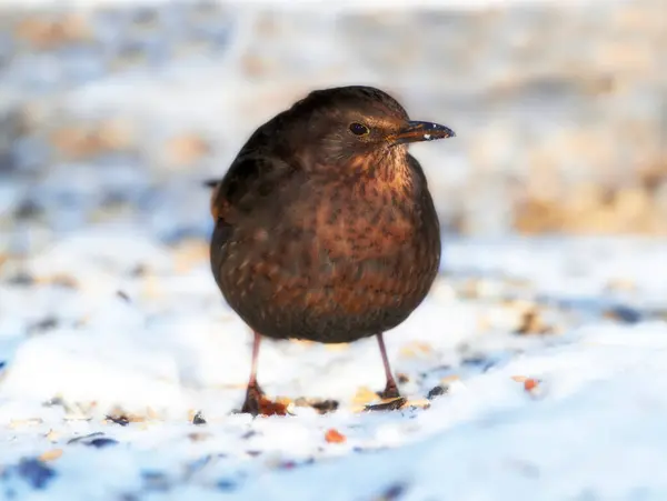 stock image Bird, snow and nature with feather in natural environment for wildlife, ecosystem and fly outdoor. Animals, greenfinch and bill with wing and color in habitat and standing in winter weather with seed.