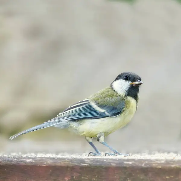 stock image Eurasian, bird and wildlife in nature of ecosystem with insectivorous, natural habitat and biodiversity conservation. Animal, wings and evolution, pest control and environment health of survival.