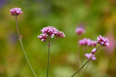 Purpletop, vervain or flowers growing in field outdoor environment with natural plant or herbs. Garden, cluster or common verbana blooming outside in nature, park or meadow in summer or spring season. clipart