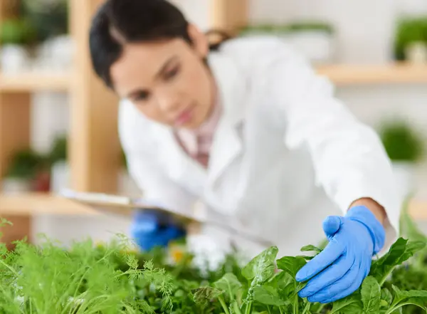 stock image Laboratory, science and woman with plants for research, growth experiment and ecology study. Healthcare, agriculture and scientist with herbs, leaves and natural sample for botany, medicine or agro.