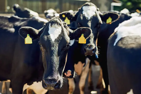 stock image Outdoor, portrait and cows in group for countryside, grazing and vegetation for nutrition in sustainable rural. Growth, animals and cattle livestock on farm for milk production, agriculture and dairy.