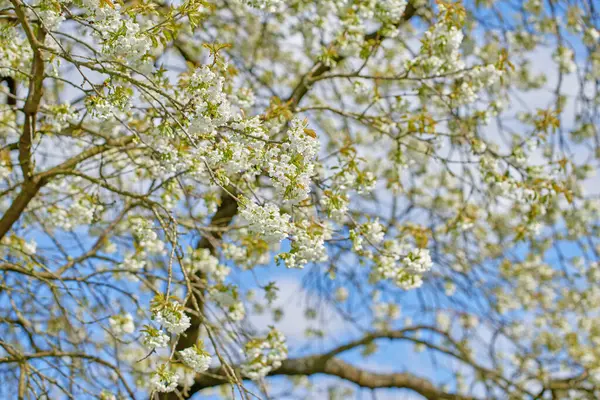 stock image Botany, garden and mirabelle plum in spring for bright colorful display in season, tree and nature. Sustainability, earth and texture as plants for flowers, blossom and floral wallpaper as background.