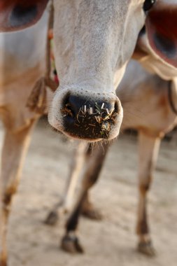 Cow, livestock and nose at farmers market with sale for eid, religion and sacrifice of sacred celebration. Closeup, urban and road in Pakistan with milk, beef and protein for food production outdoor. clipart